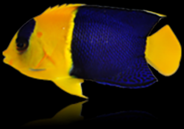 Bicolor Angel