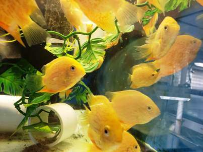 Orange Red Spot Gold Severum 3