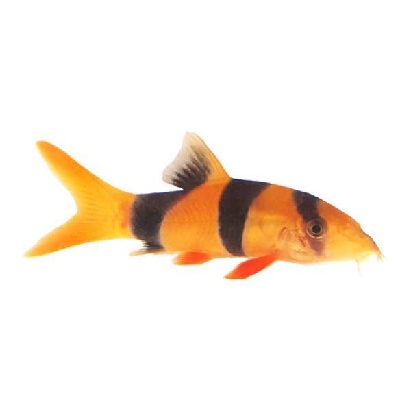 Clown Loach 6pk