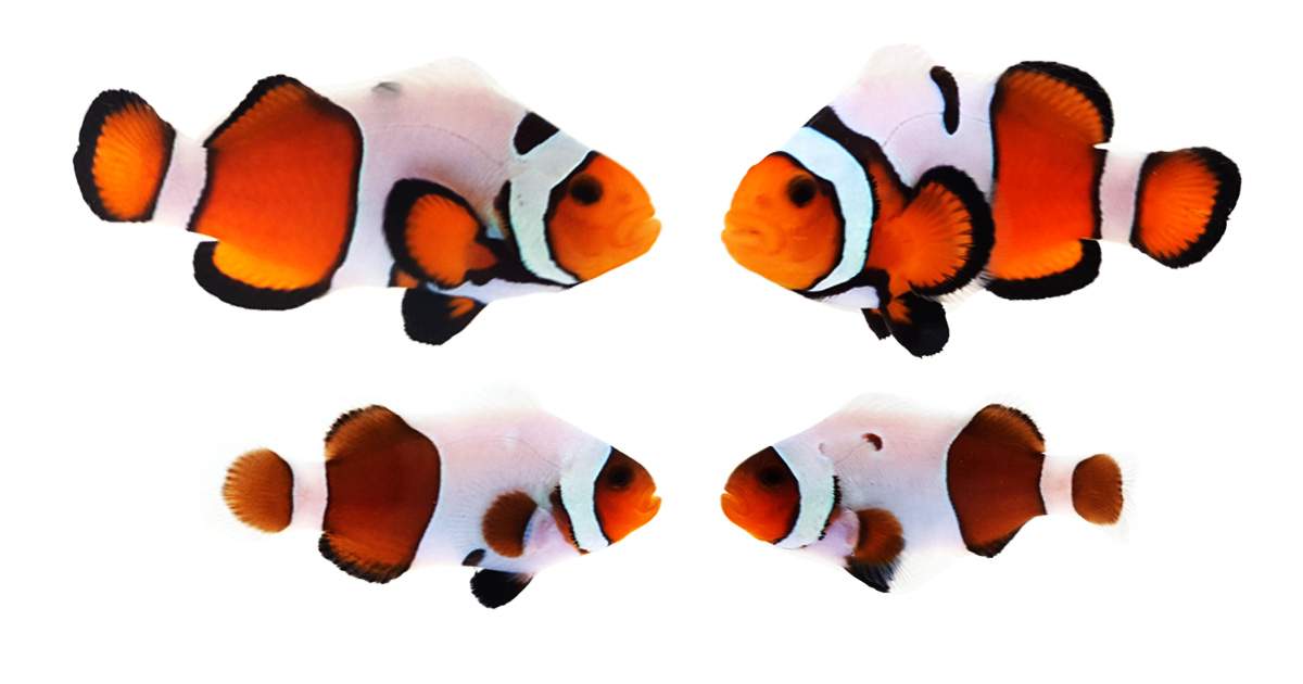 Clownfish Bonded Pair Fancy White Smudgy