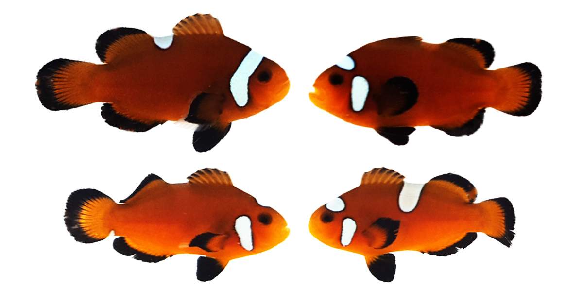 Clownfish Bonded Pair Nearly Naked Chocolate