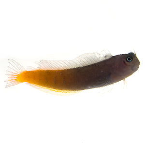 Bicolor Blenny