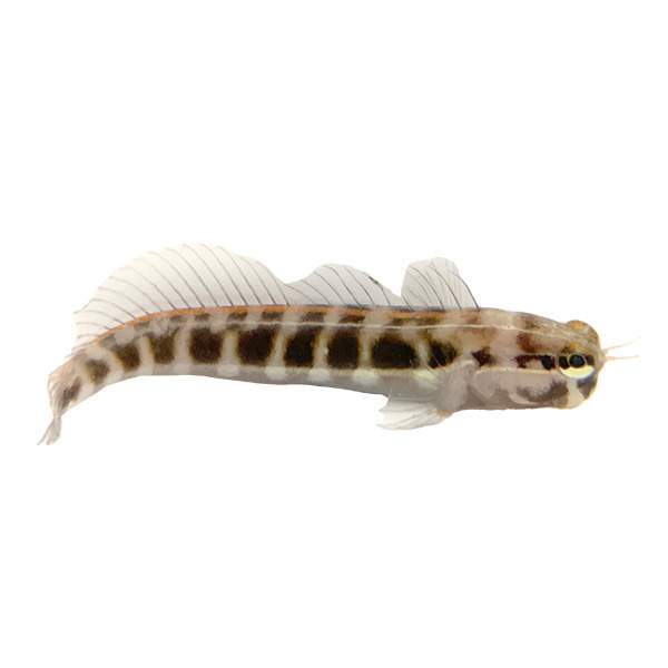 Linear Blenny
