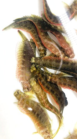 Lawnmower Blenny