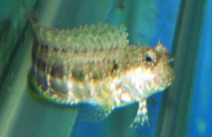 Lawnmower Blenny