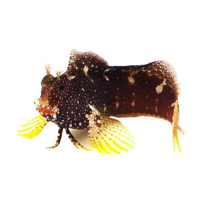 Starry Blenny