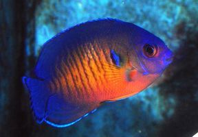 Coral Beauty Angel
