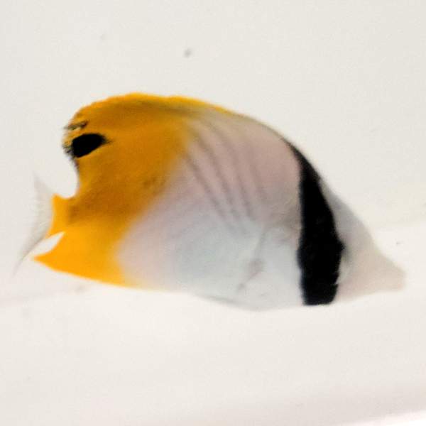 Threadfin Butterflyfish