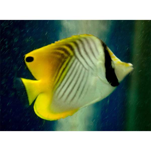 Threadfin Butterflyfish