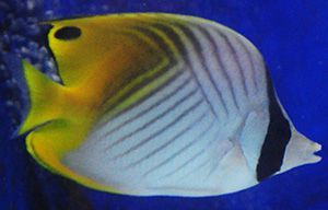 Threadfin Butterflyfish