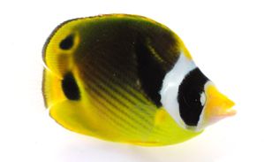 Raccoon Butterflyfish