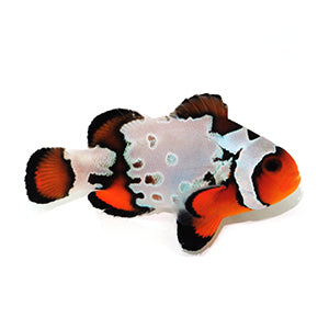 Clownfish Fancy Snowflake Extreme
