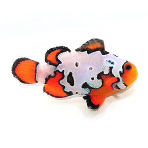 Clownfish Fancy Snowflake