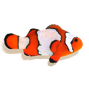 SA Snowflake – www.coralreeftn.com