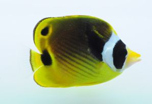 Raccoon Butterflyfish