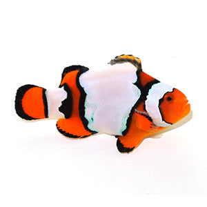 Clownfish Snow Onyx
