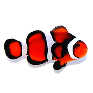 Clownfish Fancy Super
