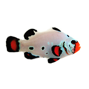 SA Frostbite Chilled – www.coralreeftn.com