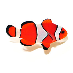 Clownfish Orange