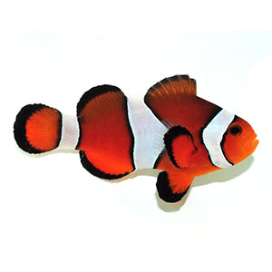 Clownfish Fancy
