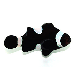 SA Black Misbar