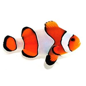 Clownfish Vivid Fancy