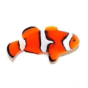 Clownfish True Percula