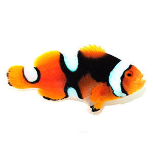 Clownfish True Percula Misbar Extra Black