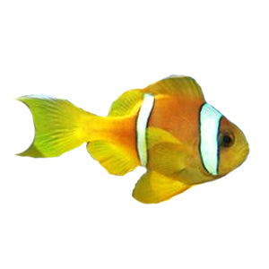 SA Red Sea Two-Band Clownfish