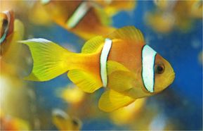 Clownfish Red Sea Two-Band