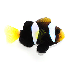 Clownfish Black Clarkii
