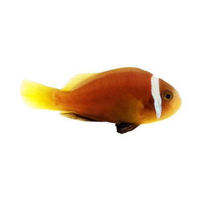 Clownfish Blackfoot Rose Skunk