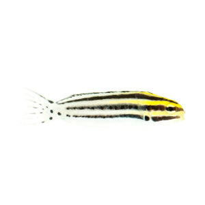 SA Striped Fang Blenny