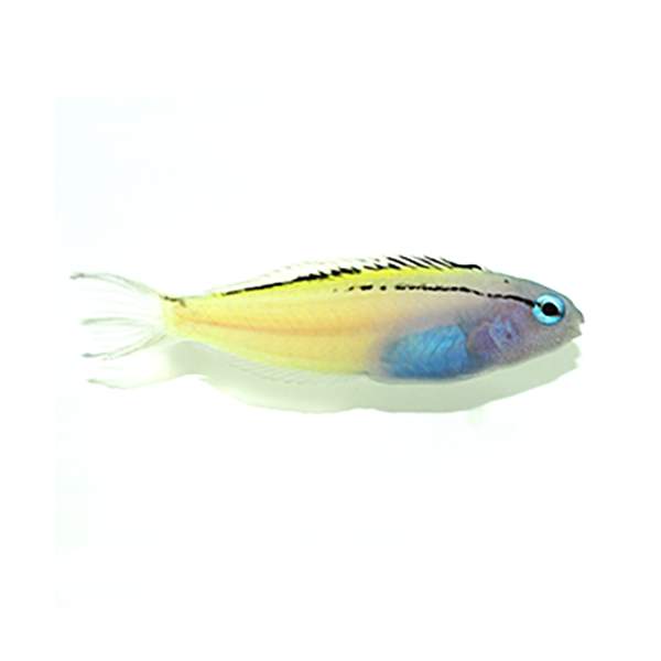 SA Blackline Blenny