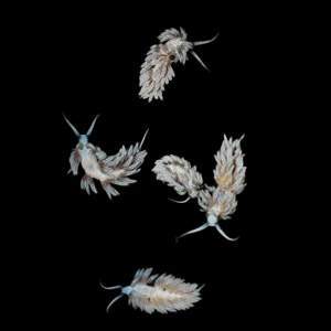 Berghia Nudibranches