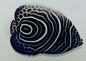 Imperator Angelfish