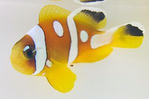 Clownfish Bicinctus Spotcinctus