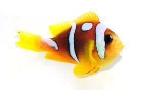Clownfish Bicinctus Spotcinctus