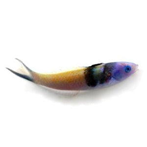 Caribbean Bluehead Wrasse