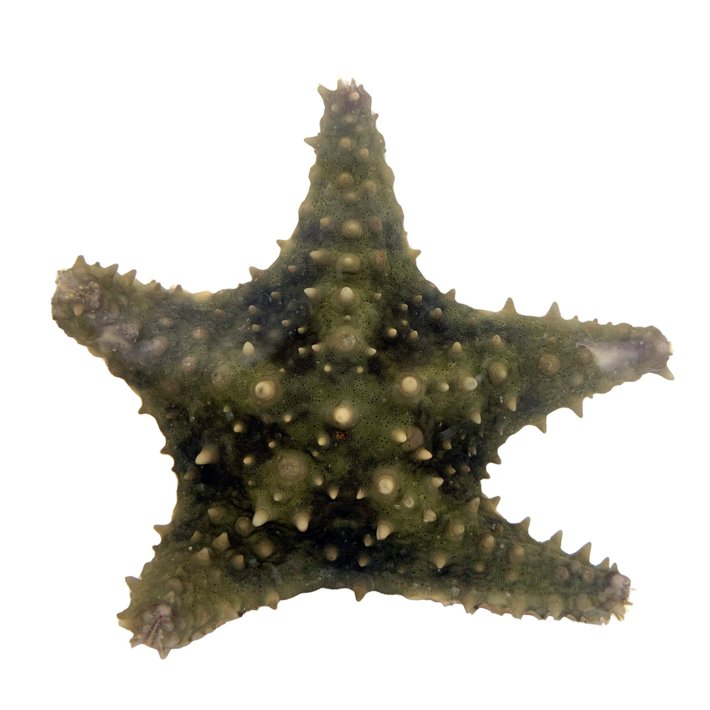 Caribbean Bahama Starfish