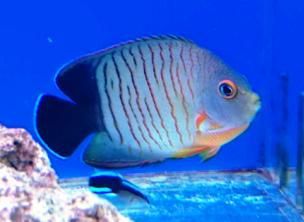 Eibli Angelfish