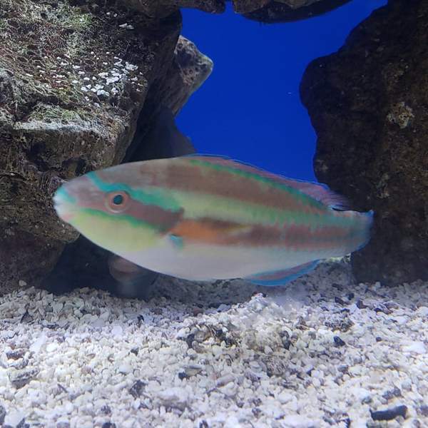 Princess Parrotfish