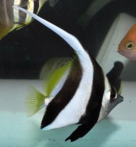 Heniochus Black & White Butterflyfish