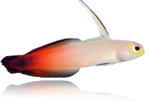 Red Firefish