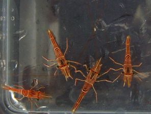 Camel Shrimp