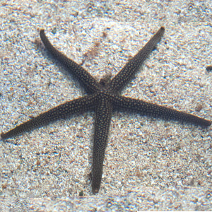 Green Linckia Sea Starfish