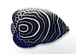 Imperator Angelfish Juvenile
