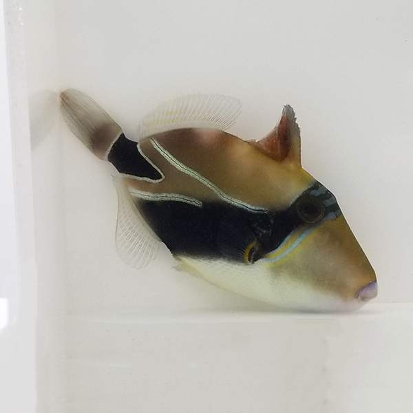 Rectangle Trigger – www.coralreeftn.com