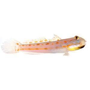 Orange Sleeper Goby