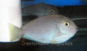 Indo Yellow-masked Tang